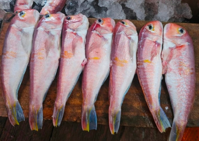 제주옥돔 산지직송 신선한 성산포 용나수산