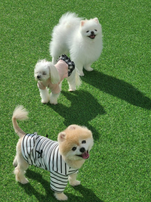 천안 애견유치원 & 애견호텔 추천! 주차·옥상잔디까지 있는 건강하개