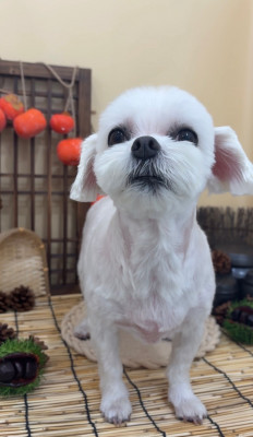 말티즈미용, 알머리컷 전문인, 공릉애견미용 추천 