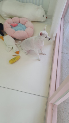 강아지미용실 동글하개, 양산강아지 반려동물미용 맛집