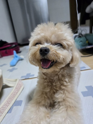 반려견 재활 프로그램​ 소형견 물리치료 '업독'에서 관리 받았어요