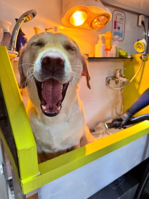 대형견출장목욕, 레브라도 리트리버 '망고' 후기! 고양시 '향기롭개'를 추천하는 이유