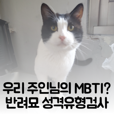 우리집 고양이의 MBTI를 알 수 있다고?! : 카미CAMI 반려묘 성격유형검사