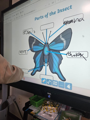 동탄영어 한마음초 예비초 영어 미국 교과서 수업