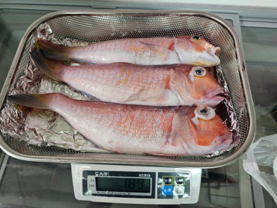 제주옥돔 신선하게 산지직송 성산포 용나수산
