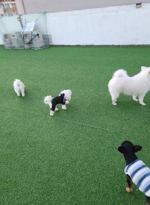 [천안 애견유치원] 옥상 잔디에서 신나게! 연중무휴 '건강하개' 천안 애견호텔 찐후기