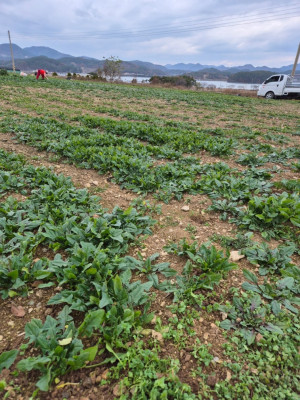정순이네- 믿고 먹을 수 있는 신선한 농수산물, 전국 배송까지 미니단호박 시금치 옥수수 OK!