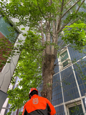 [생활권수목관리] 푸른솔나무병원에서 위험목관리추천