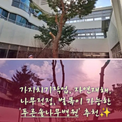 생활권수목관리, 눈 피해수목 제거, 가지치기작업 '푸른솔나무병원'