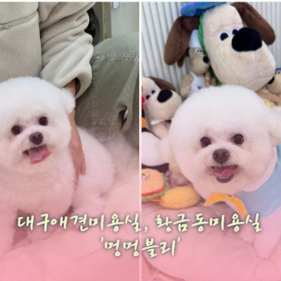 수성구애견미용, 대구애견미용, 대구애견미용실, 황금동미용실 '멍멍블리'