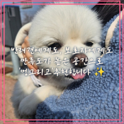 천안애견유치원, 천안애견호텔, 천안애견놀이터 '멍그리고(추억을 그려요)'