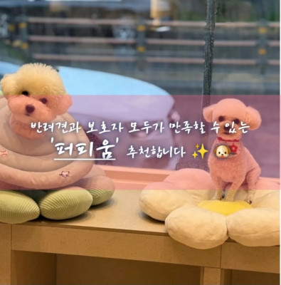 광주애견미용실, 광주금호동애견미용실 '퍼피움'