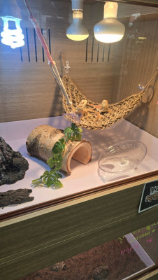 [부산] 파충류체험, 크레스티드게코, 이색데이트 '리틀펫앤테일'