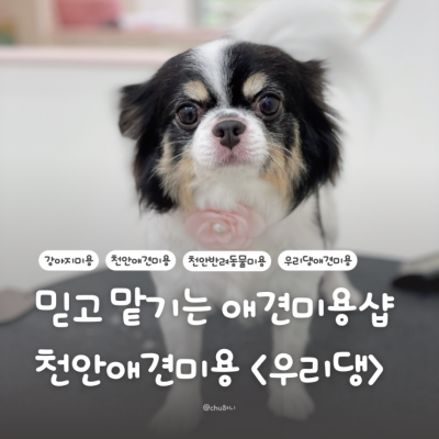 우리 강아지 믿고 맡기는 천안애견미용 샵! 반려동물미용 <우리댕>