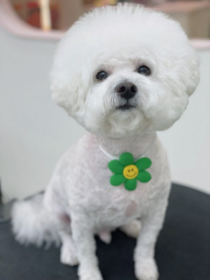 댕댕이, 냥이 변신 맛집! 반려동물미용 우리댕