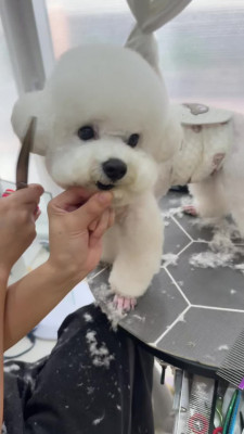 수성구애견미용 고민 끝! 스트레스 없이 1:1로 케어받는 멍멍블리