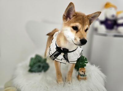 군산 애견미용 ee쀼에서 반려견의 하루를 특별하게 만들어줬어요