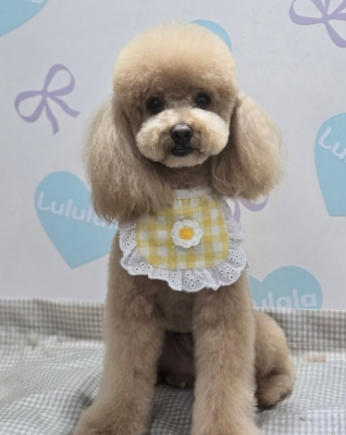 강릉 애견 미용 스트레스 없이 예뻐지는 강아지 미용의 정석 룰루랄라애견미용실