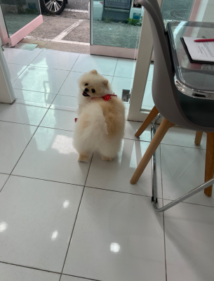 양산 애견 미용, 강아지 목욕! 감동적인 케어를 경험할 수 있는 동글하개