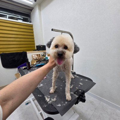 신방화 애견미용 우리 아이 늦은 밤에도 안심하고 맡긴 라애견미용 후기