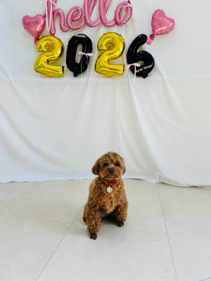 인천 애견 유치원 둥글댕둥글댕, 호텔까지 가능한 곳 맡기는 순간 마음이 놓였어요